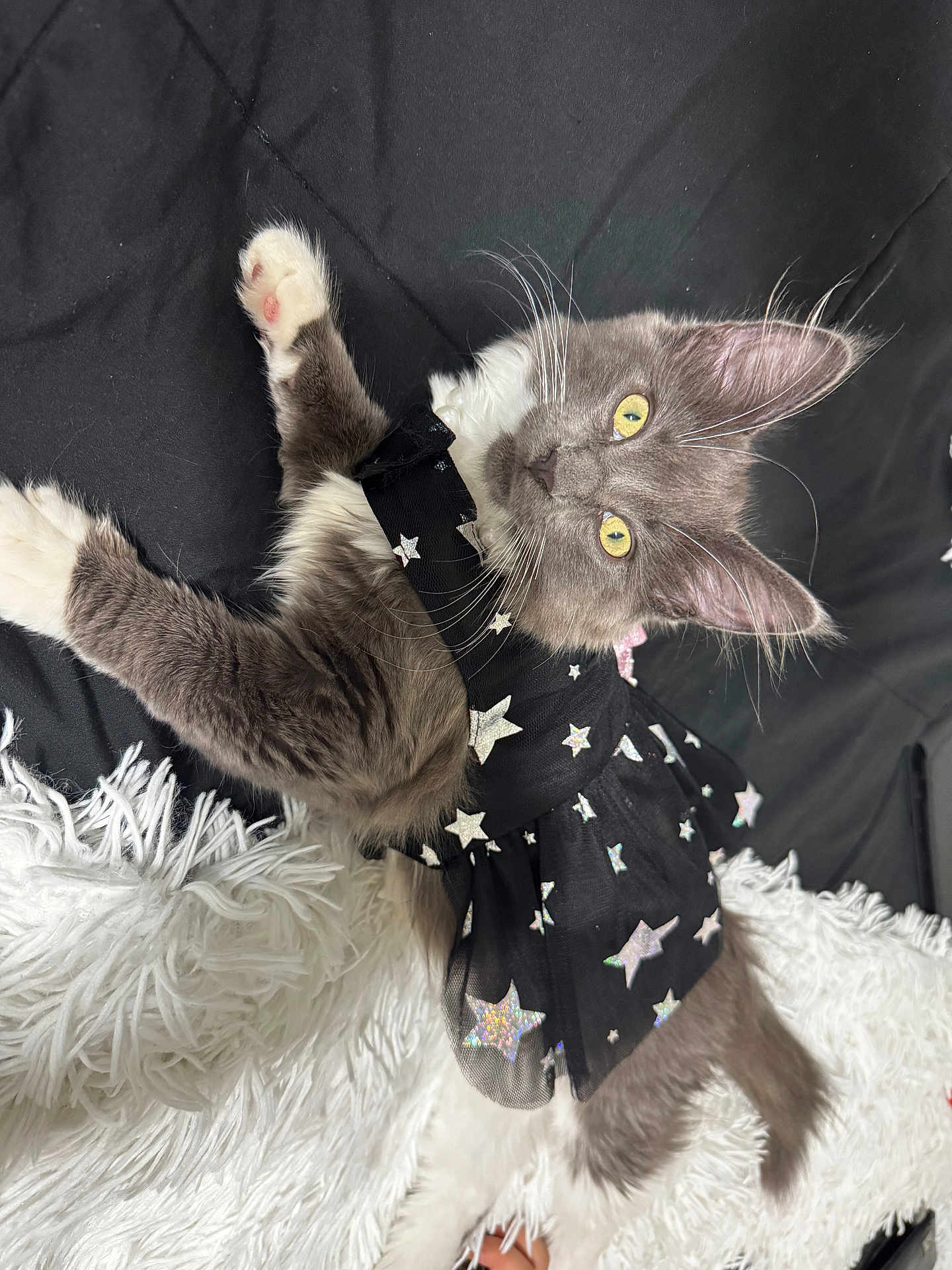 Vela joined the competition — help win amazing prizes! animal, black_dress, cat, costume, curious, cute, domestic_animal, feline, fluffy_blanket, fur, gray_cat, indoor, kitten, laying_down, pet, portrait, star_pattern, whiskers, white_fur, yellow_eyes