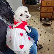 Lucy joined the competition — help win amazing prizes! dog, small_dog, white_fur, dress, heart_pattern, pet_clothing, sitting_on_lap, human_lap, jeans, indoor, kitchen, tiled_floor, cabinet, food_bowls, shoe, looking_at_camera, cute, fluffy, nose, pet_accessory