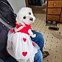 dog, small_dog, white_fur, dress, heart_pattern, pet_clothing, sitting_on_lap, human_lap, jeans, indoor, kitchen, tiled_floor, cabinet, food_bowls, shoe, looking_at_camera, cute, fluffy, nose, pet_accessory