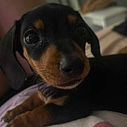Spartacus is registered to the contest to win money with this photo: puppy, dog, close_up, black_and_tan, cute, pet, animal, face, paw, indoor, blurred_background, resting, young, fur, whiskers, looking, eyes, person, clothing, soft_lighting