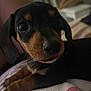 puppy, dog, close_up, black_and_tan, cute, pet, animal, face, paw, indoor, blurred_background, resting, young, fur, whiskers, looking, eyes, person, clothing, soft_lighting