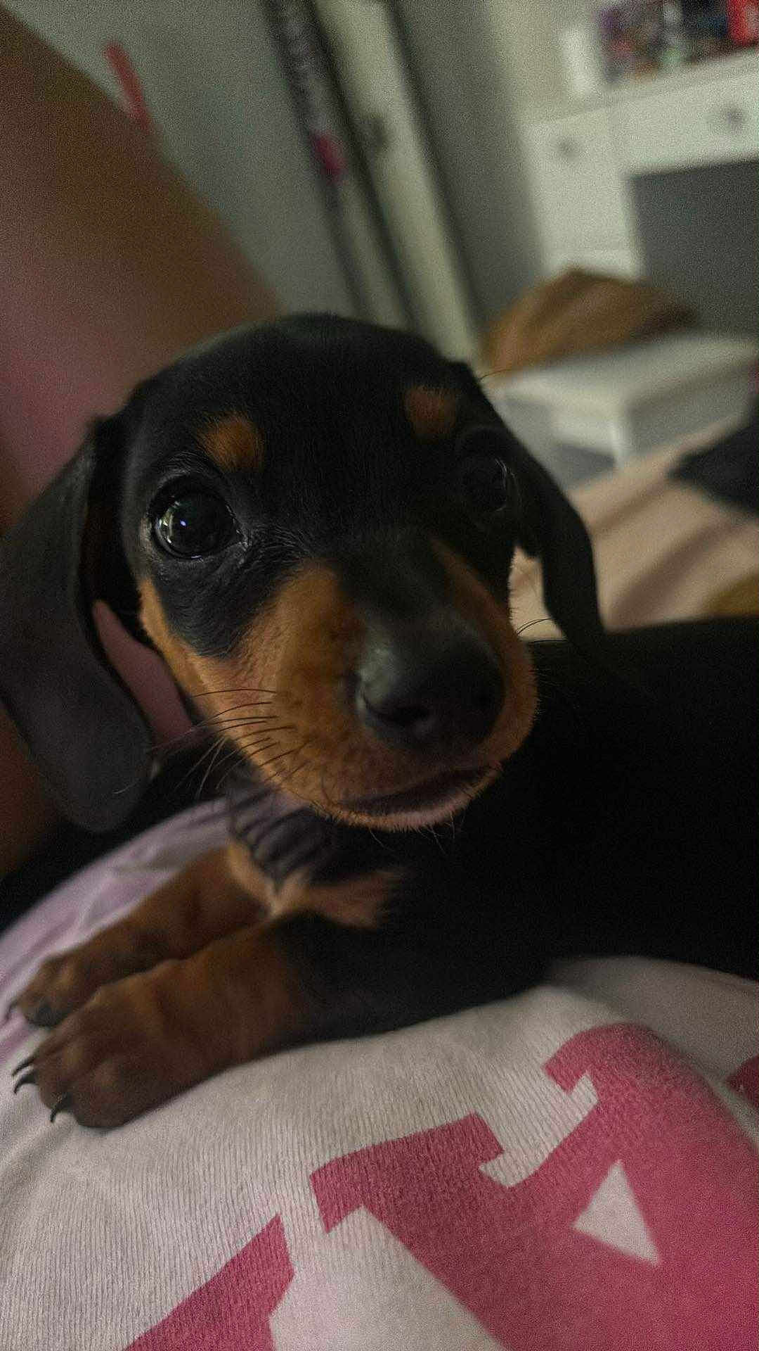 Spartacus is registered to the contest to win money with this photo: puppy, dog, close_up, black_and_tan, cute, pet, animal, face, paw, indoor, blurred_background, resting, young, fur, whiskers, looking, eyes, person, clothing, soft_lighting