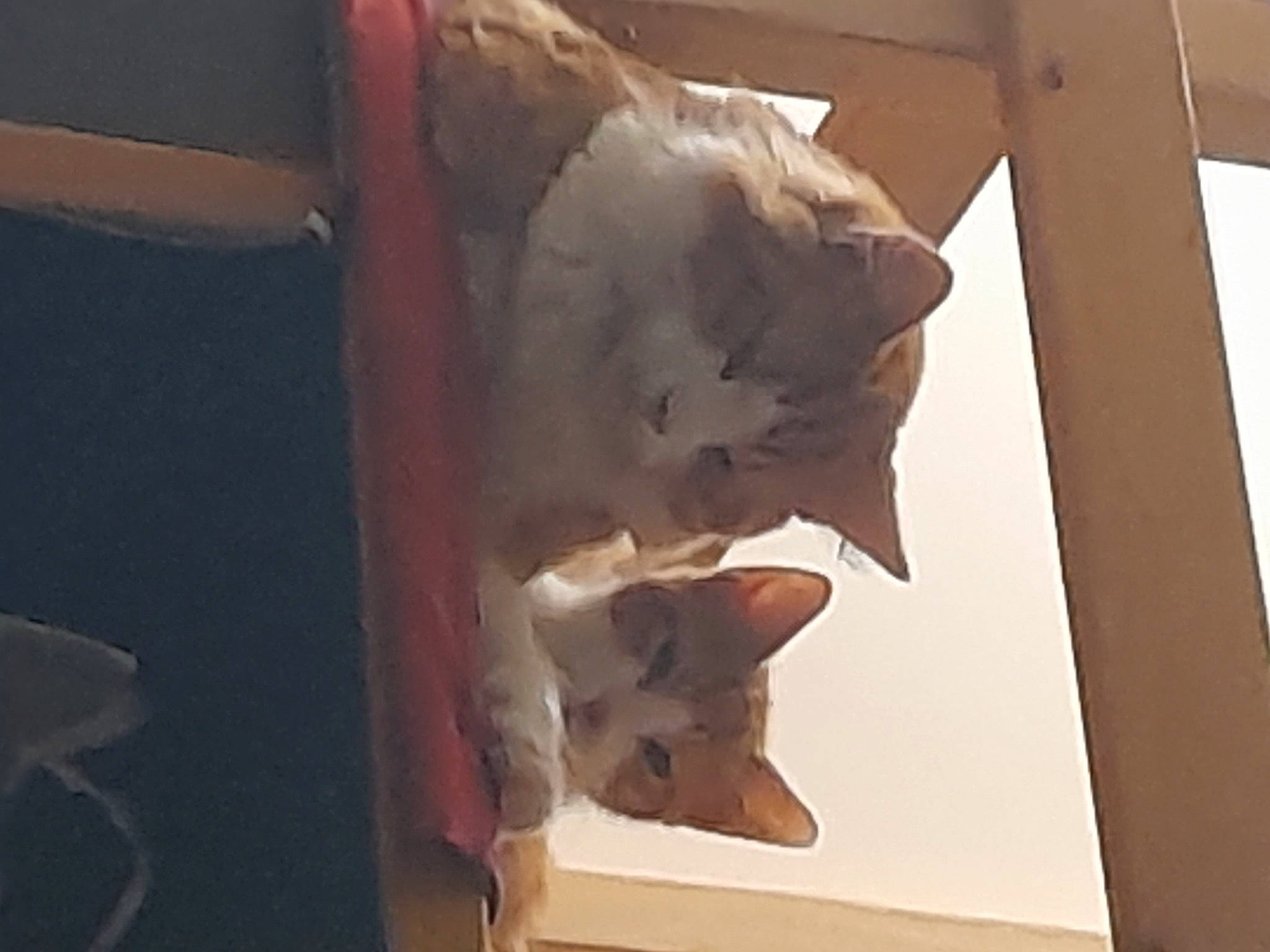 Ponpon participe au concours pour gagner de l'argent avec cette photo : art, canidae, carnivore, cat, domestic_short_haired_cat, fawn, felidae, fur, hardwood, paper, paper_product, pet_supply, room, small_to_medium_sized_cats, snout, tail, visual_arts, whiskers, window, wood