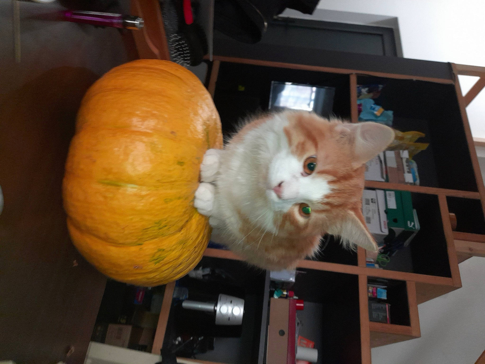 Titi a rejoint le concours — aidez-le/la à gagner de superbes lots ! _and_melon_family, _gourd, calabaza, carnivore, cat, cucumber, cucurbita, domestic_short_haired_cat, felidae, fur, gourd, natural_foods, plant, pumpkin, room, small_to_medium_sized_cats, squash, tail, vegetable, whiskers