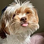 Kona is registered to the contest to win money with this photo: dog, tongue_out, fluffy, brown_and_white, pet, indoor, cute, furry, animal, canine, small_dog, household, companion, cute_pet, domestic_animal, portrait, fur, whiskers, relaxed, sitting