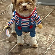Kona is registered to the contest to win money with this photo: dog, costume, toy, knife, floor, tile, indoor, pet, funny, cute, fluffy, small_dog, clothing, animal, mischievous, portrait, standing, white, brown, puppy