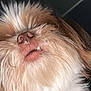 Kona is registered to the contest to win money with this photo: dog, close_up, fluffy, nose, mouth, fur, pet, animal, cute, whiskers, indoor, portrait, light_fur, dark_background, canine, snout, teeth, head, looking_up, adorable