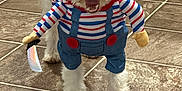 Kona is registered to the contest to win money with this photo: dog, costume, toy_knife, small_dog, striped_shirt, overalls, indoor, tiled_floor, pet, playful, cute, funny, mouth_open, fur, animal, light_brown, white_fur, standing, close_up, home