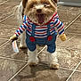 dog, costume, toy_knife, small_dog, striped_shirt, overalls, indoor, tiled_floor, pet, playful, cute, funny, mouth_open, fur, animal, light_brown, white_fur, standing, close_up, home