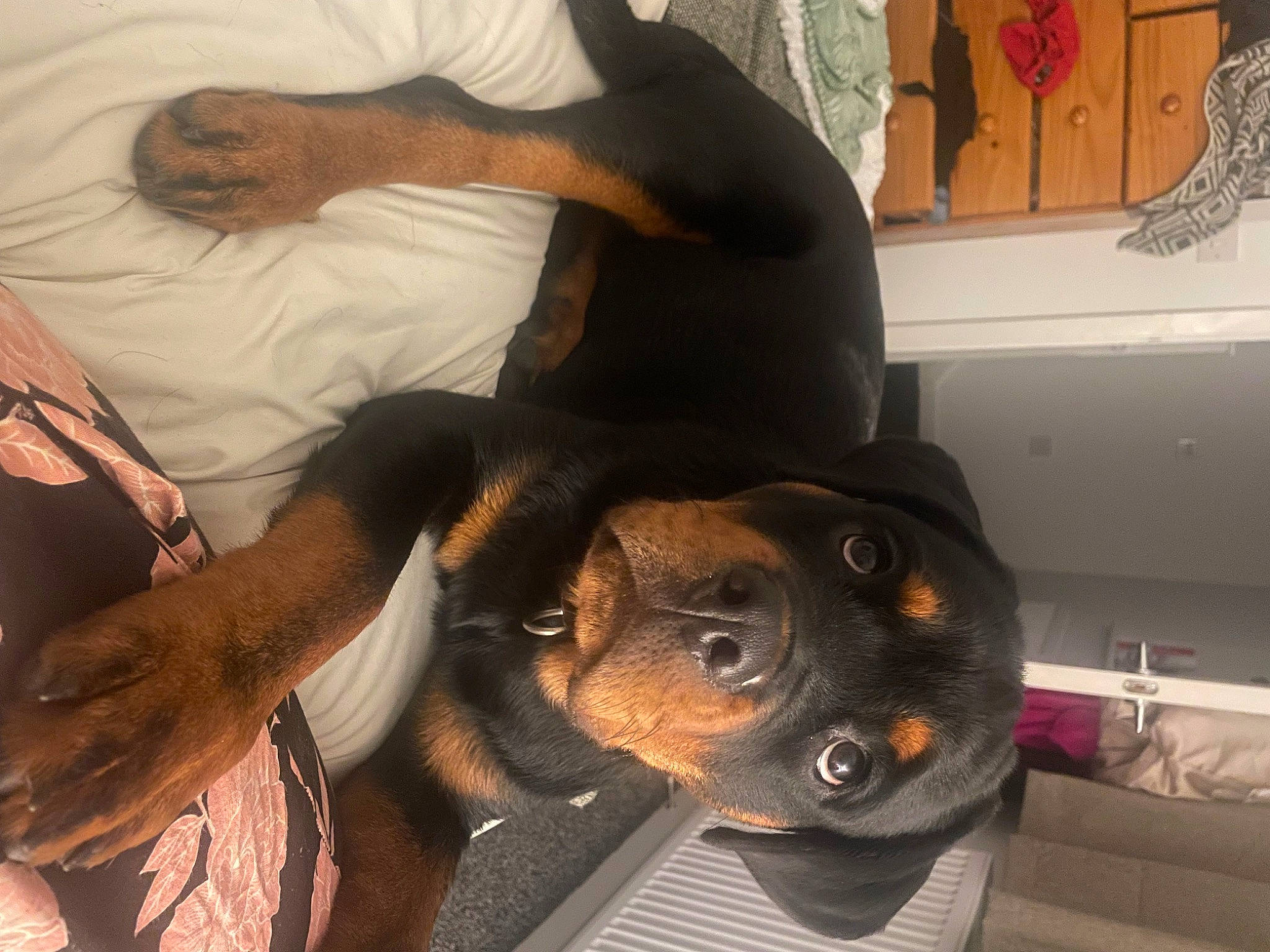 Luna joined the competition — help win amazing prizes! canidae, carnivore, comfort, companion_dog, dog, dog_breed, ear, elbow, eyewear, fawn, guard_dog, hat, metal, snout, sporting_group, working_animal, working_dog