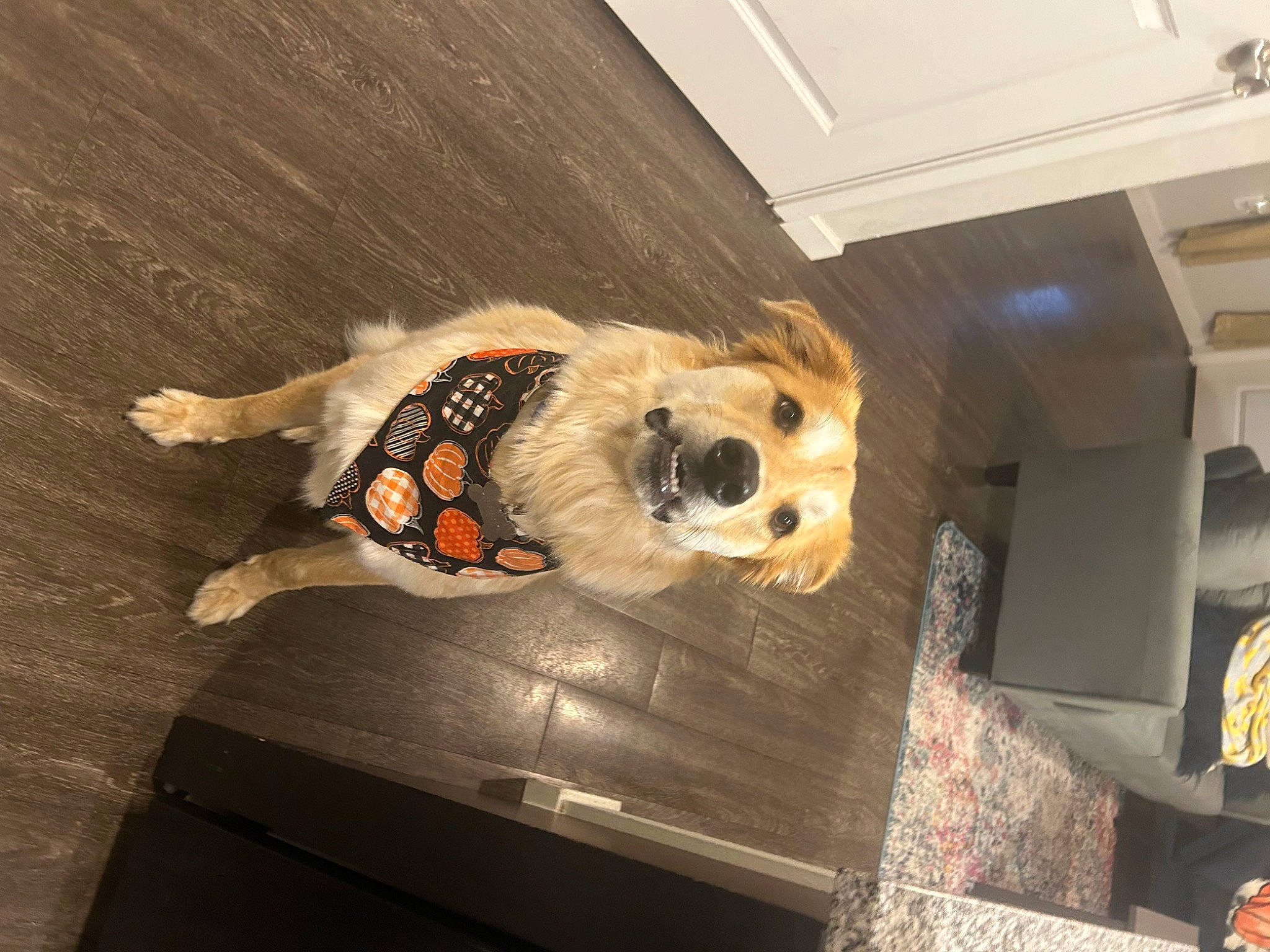 Bart joined the competition — help win amazing prizes! art, bear, comfort_food, companion_dog, drum, fawn, flooring, fur, hardwood, plush, red_panda, room, skull, stuffed_toy, tail, teddy_bear, toy, visual_arts, whiskers, wood