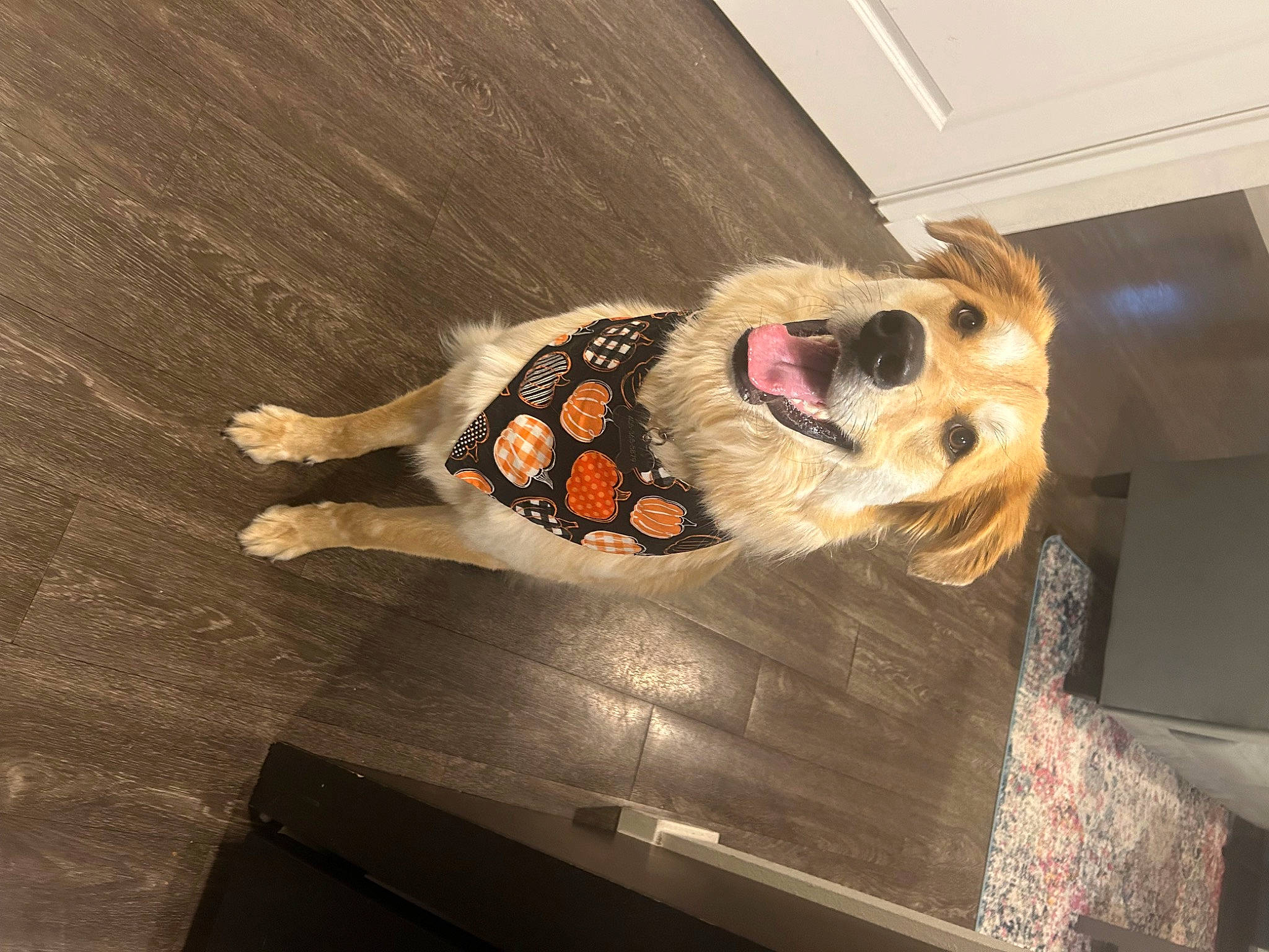 Bart joined the competition — help win amazing prizes! canidae, carnivore, companion_dog, dog, dog_breed, dog_clothes, eyewear, fawn, felidae, floor, flooring, hardwood, small_to_medium_sized_cats, snout, sporting_group, sunglasses, tail, tree, whiskers, wood