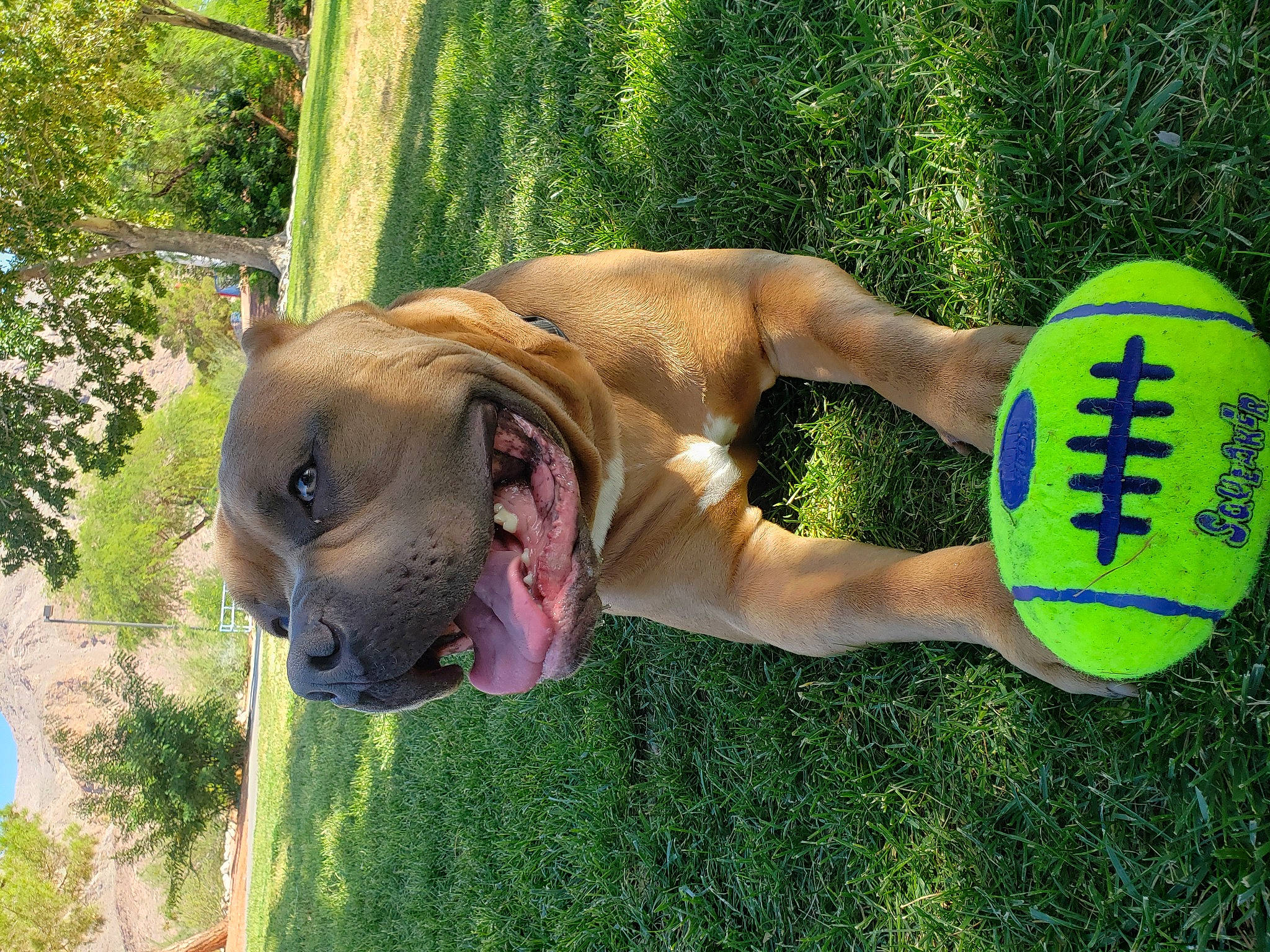 Liko is registered to the contest to win money with this photo: canidae, carnivore, chest, companion_dog, dog, dog_breed, fawn, grass, green, human_leg, knee, leisure, molosser, people_in_nature, plant, sporting_group, sports_toy, thigh, tree, wrinkle