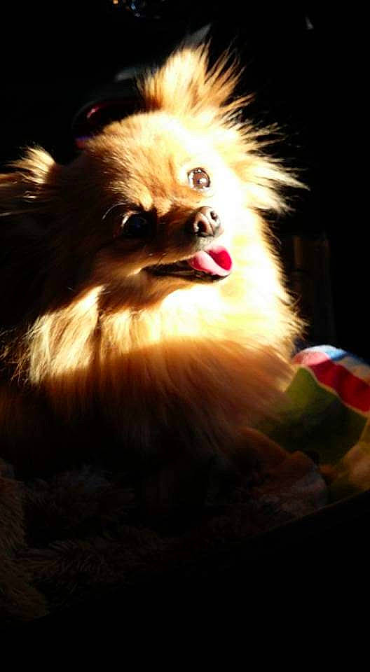 Java a rejoint le concours — aidez-le/la à gagner de superbes lots ! canidae, carnivore, companion_dog, darkness, dog_breed, event, fawn, felidae, fur, snout, terrestrial_animal, toy_dog, whiskers, wildlife