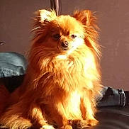 Java participe au concours pour gagner de l'argent avec cette photo : dog, pomeranian, fluffy, pet, animal, sitting, sunlight, fur, cute, indoor, relaxed, small_dog, portrait, warm_light, cozy, companion, domestic_animal, friendly, adorable, furry