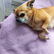 Pepper participe au concours pour gagner de l'argent avec cette photo : dog, chihuahua, pet, animal, tan, small_dog, relaxed, laying_down, blanket, purple_blanket, indoor, cozy, fur, paw, cute, companion, resting, domestic_animal, canine, sleepy