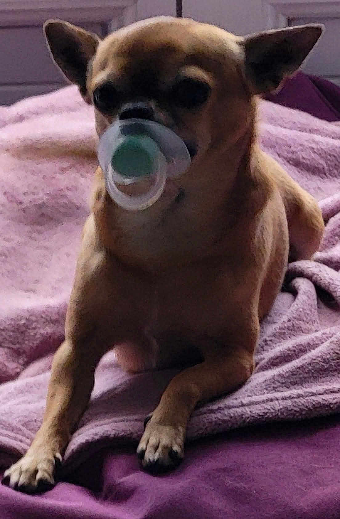 Pepper participe au concours pour gagner de l'argent avec cette photo : dog, chihuahua, pacifier, blanket, purple, pet, indoor, cute, animal, paw, fur, small_dog, lying_down, relaxed, snout, ears, domestic_animal, cozy, face, mouth