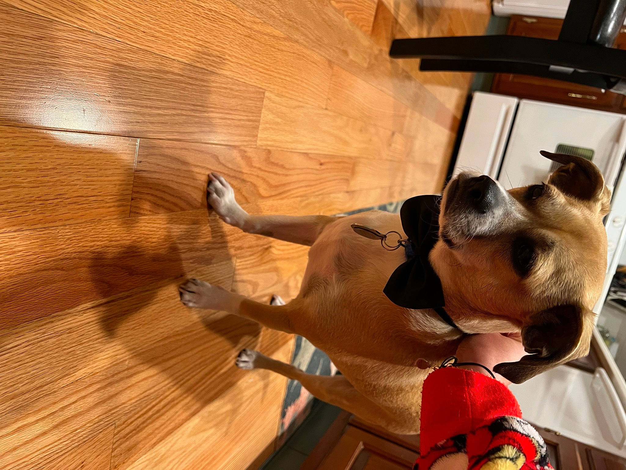 Odie is registered to the contest to win money with this photo: carnivore, collar, comfort, companion_dog, dog, dog_breed, eyewear, fawn, flooring, hardwood, laminate_flooring, pet_supply, plank, snout, sporting_group, varnish, wood, wood_flooring, wood_stain, working_animal