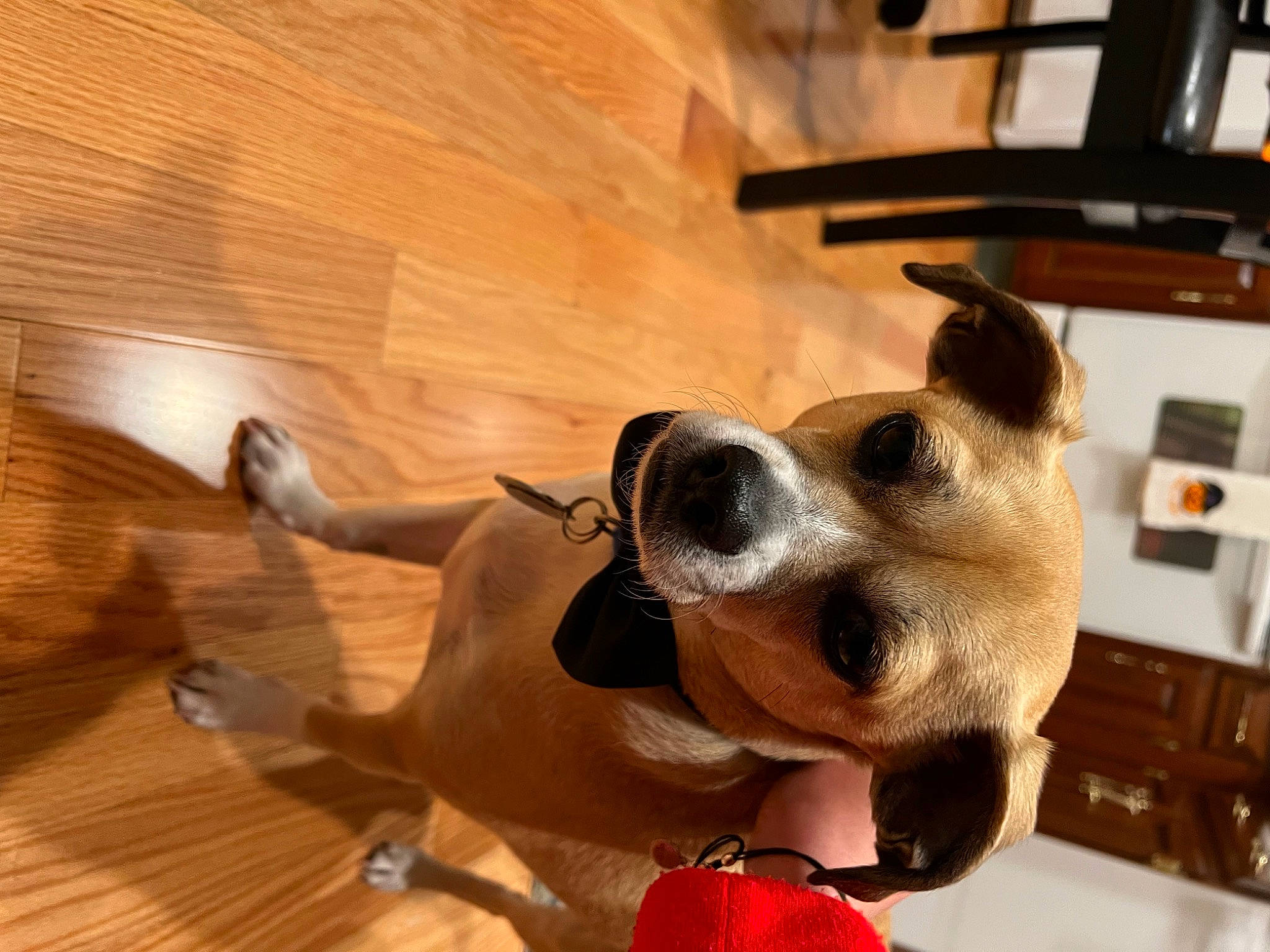 Odie joined the competition — help win amazing prizes! carnivore, collar, companion_dog, dog, dog_breed, dog_collar, dog_supply, eyewear, fawn, flooring, hardwood, pet_supply, snout, sporting_group, sunglasses, varnish, whiskers, wood, wood_stain, working_animal