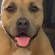 Scarlett Scar is registered to the contest to win money with this photo: dog, tongue, close_up, pet, animal, happy, brown, face, canine, domestic_animal, fur, looking, portrait, friendly, cute, indoors, muzzle, ears, expression, companion