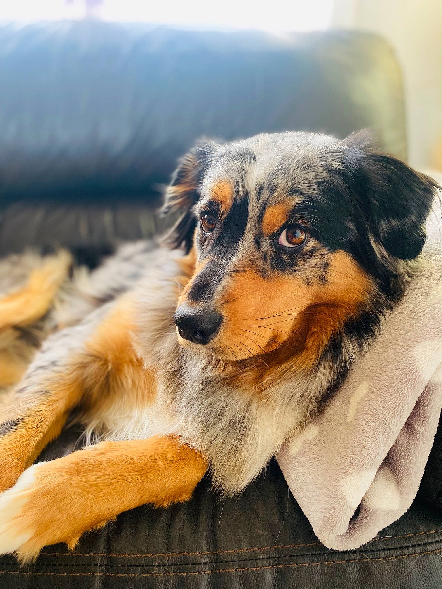 Sixteen a rejoint le concours — aidez-le/la à gagner de superbes lots ! canidae, carnivore, companion_dog, dog, dog_breed, fur, paw, plant, puppy, snout, sporting_group, terrestrial_animal, texas_heeler, whiskers, working_dog