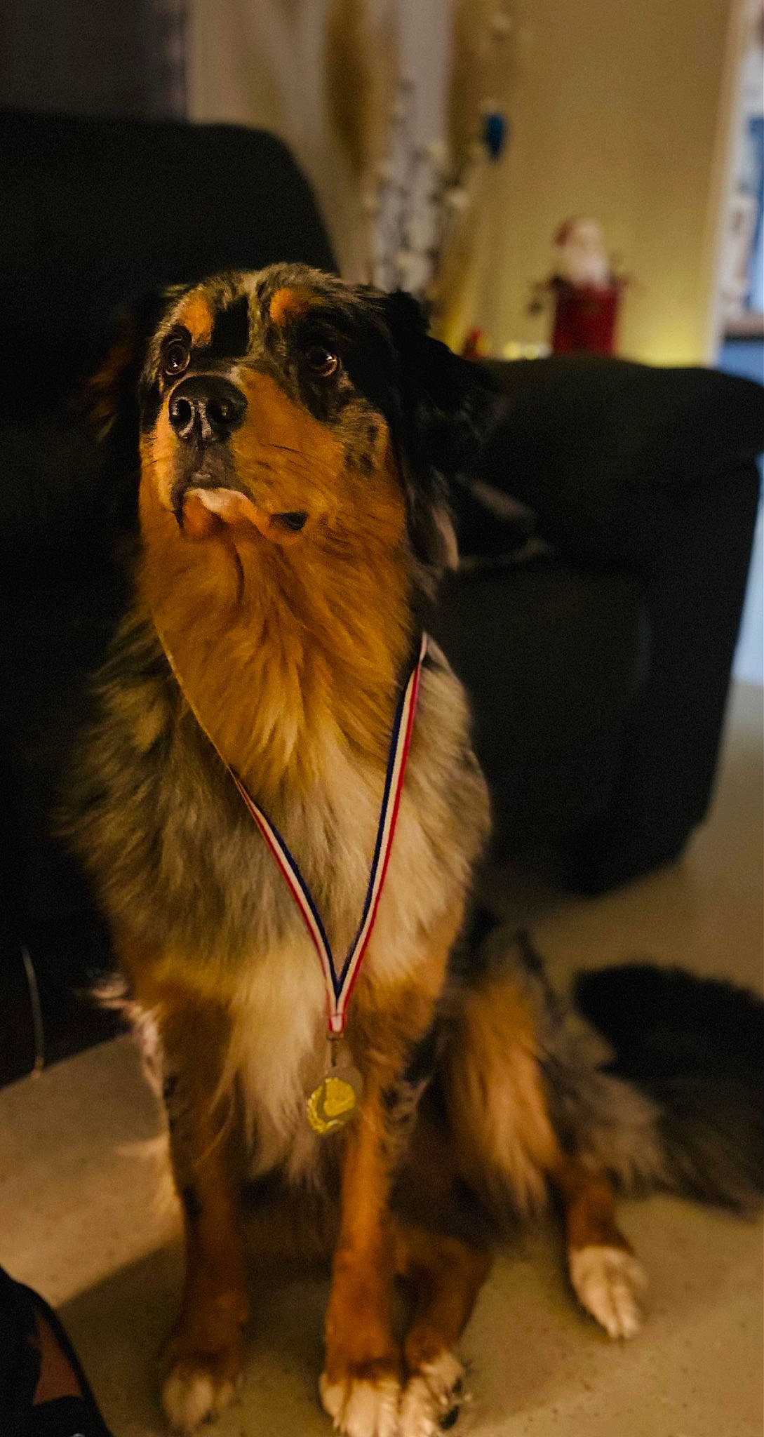 Sixteen a rejoint le concours — aidez-le/la à gagner de superbes lots ! canidae, carnivore, collar, companion_dog, dog, dog_breed, dog_collar, dog_supply, fawn, fur, hat, leash, pet_supply, snout, spitz, sporting_group, tail, toy_dog, whiskers, working_animal