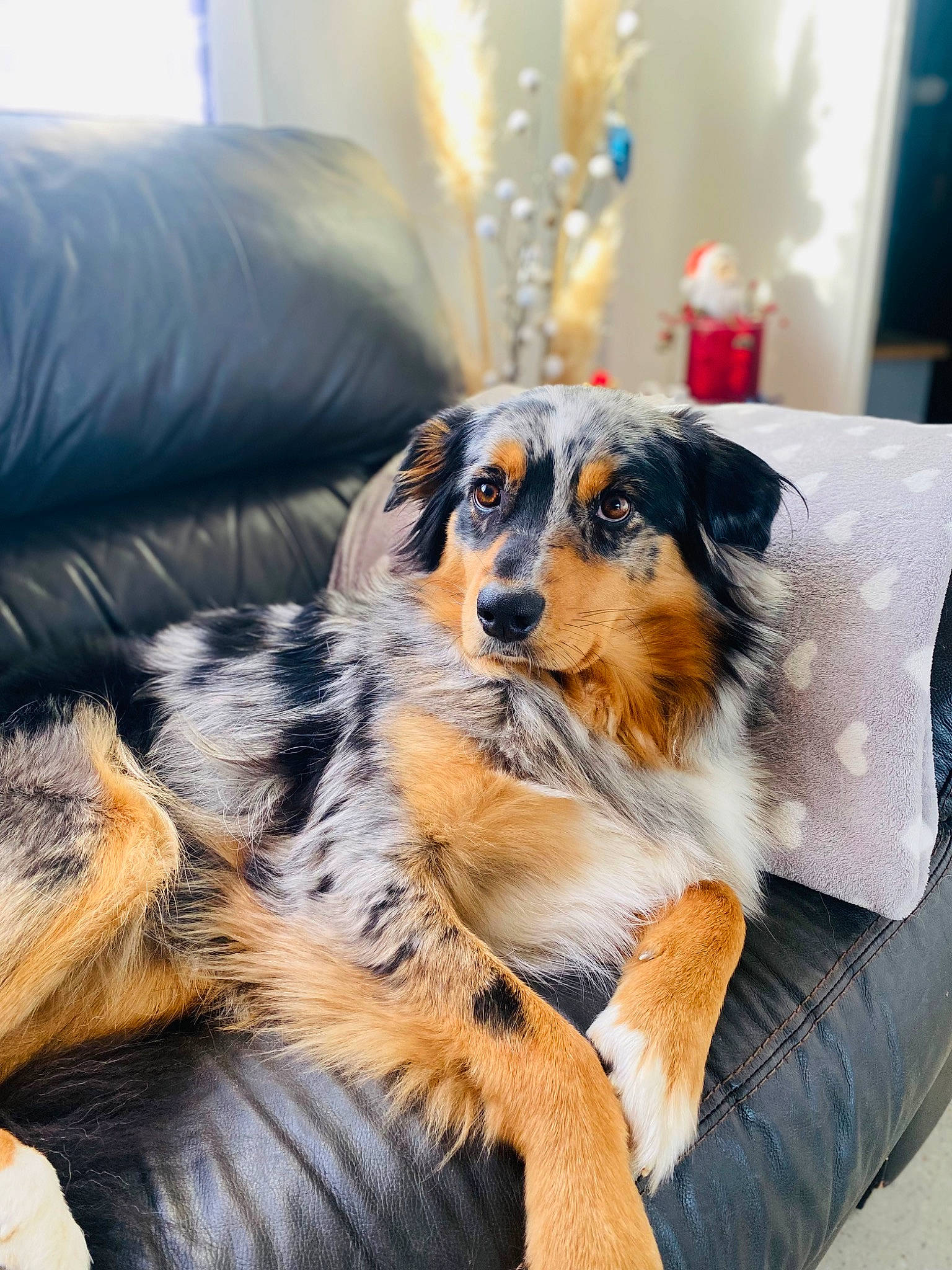 Sixteen participe au concours pour gagner de l'argent avec cette photo : canidae, carnivore, comfort, companion_dog, couch, dog, dog_breed, event, flooring, fur, natural_material, room, sporting_group, whiskers, working_dog