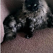 Megguy participe au concours pour gagner de l'argent avec cette photo : animal, black_cat, cat, couch, cozy, domestic, feline, fluffy, fur, green_eyes, home, indoor, looking, mammal, pet, portrait, relaxed, sitting, textured, whiskers