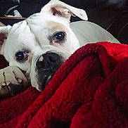 Izzy Bella Tate joined the competition — help win amazing prizes!