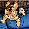 animal, backyard, black_coat, blue_cushion, brown_and_white, canine, close_up, dog, french_bulldog, front_paws, lying_down, outdoor, patio, pet, portrait, serious_expression, sitting, upright_ears, woven_furniture, wrinkled_face