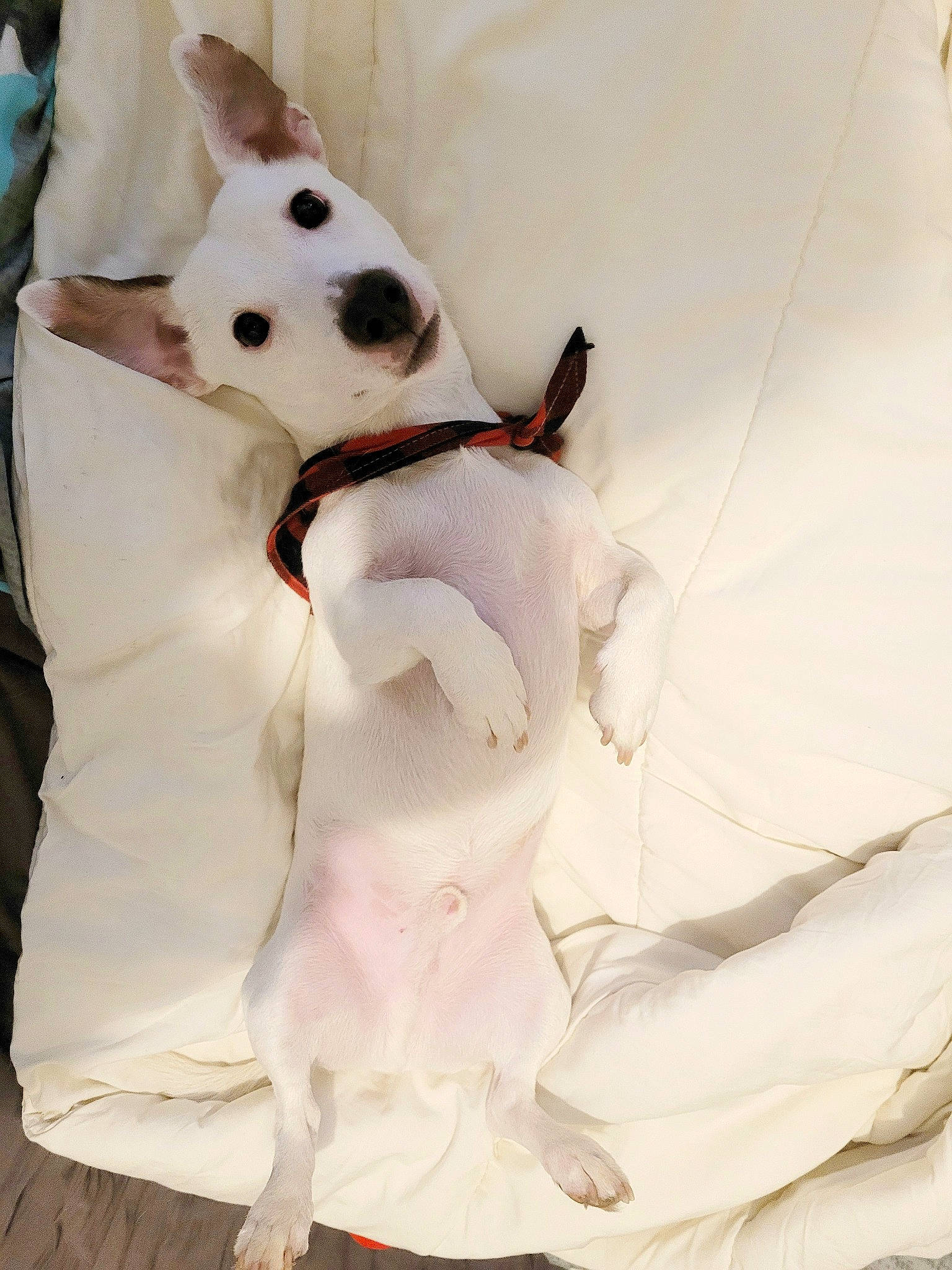 Milow participe au concours pour gagner de l'argent avec cette photo : ball, bear, canidae, carmine, companion_dog, costume, dog_breed, football, formal_wear, fur, pattern, personal_protective_equipment, plush, sleeve, snout, stuffed_toy, tail, teddy_bear, toy, working_animal