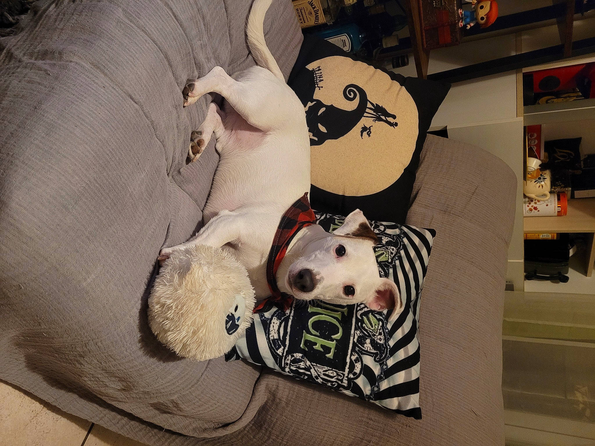 Milow a rejoint le concours — aidez-le/la à gagner de superbes lots ! art, bag, carmine, carnivore, comfort, companion_dog, dalmatian, fiction, fictional_character, fur, illustration, linens, luggage_and_bags, pattern, plush, room, shelf, stuffed_toy, toy, visual_arts