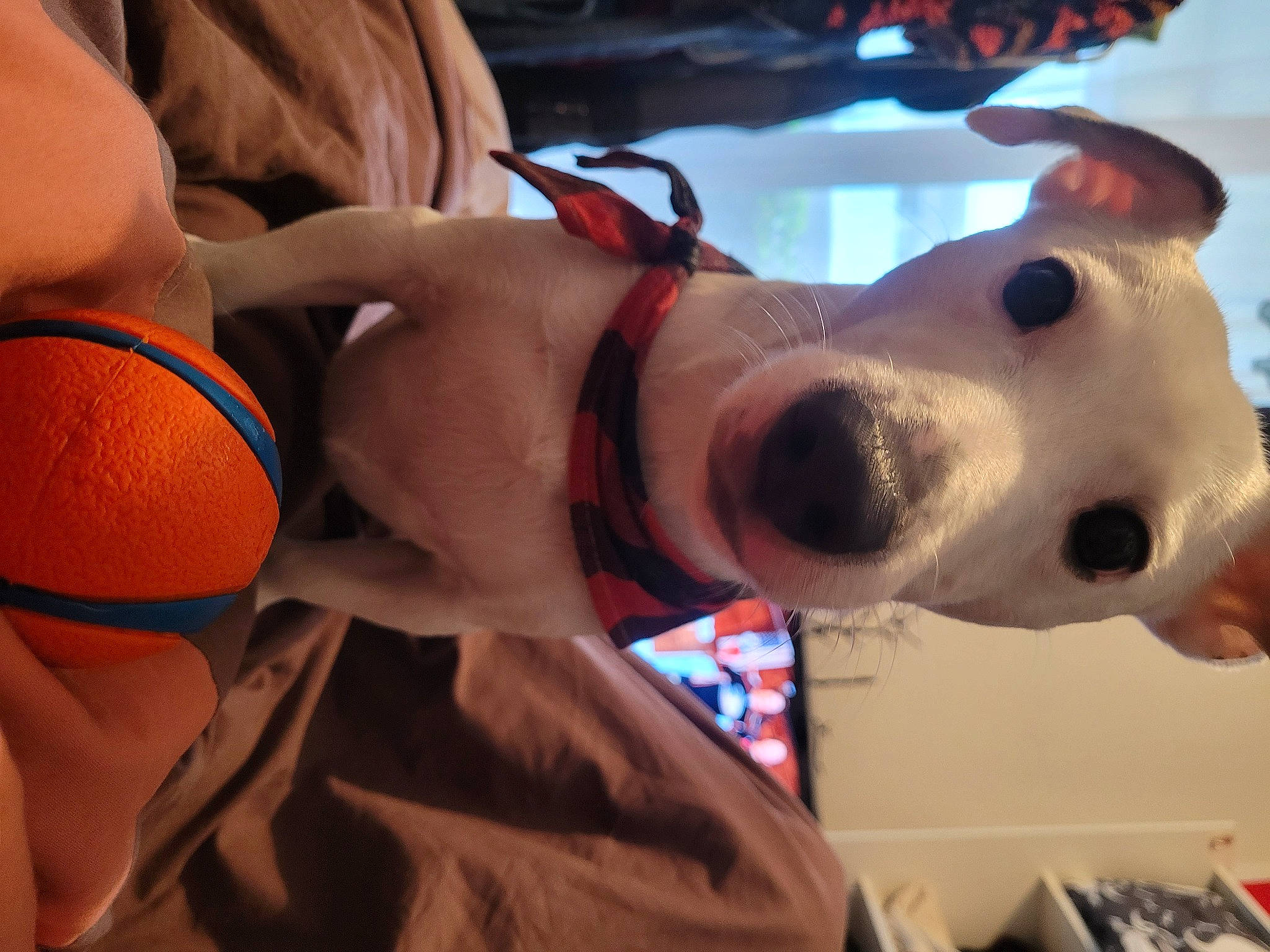 Milow participe au concours pour gagner de l'argent avec cette photo : canidae, carnivore, chest, companion_dog, dog, dog_breed, ear, eyewear, fawn, fun, human_leg, jaw, net_sports, snout, sporting_group, sports_equipment, thigh, undergarment, volleyball, working_animal