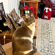 Lucy is registered to the contest to win money with this photo: cat, gray_cat, white_fur, chair, cushion, table, flower, poinsettia, photo_frames, plush_toy, rug, wooden_furniture, living_room, decor, yellow_eyes, indoors, curious, pet, hello_kitty, bag