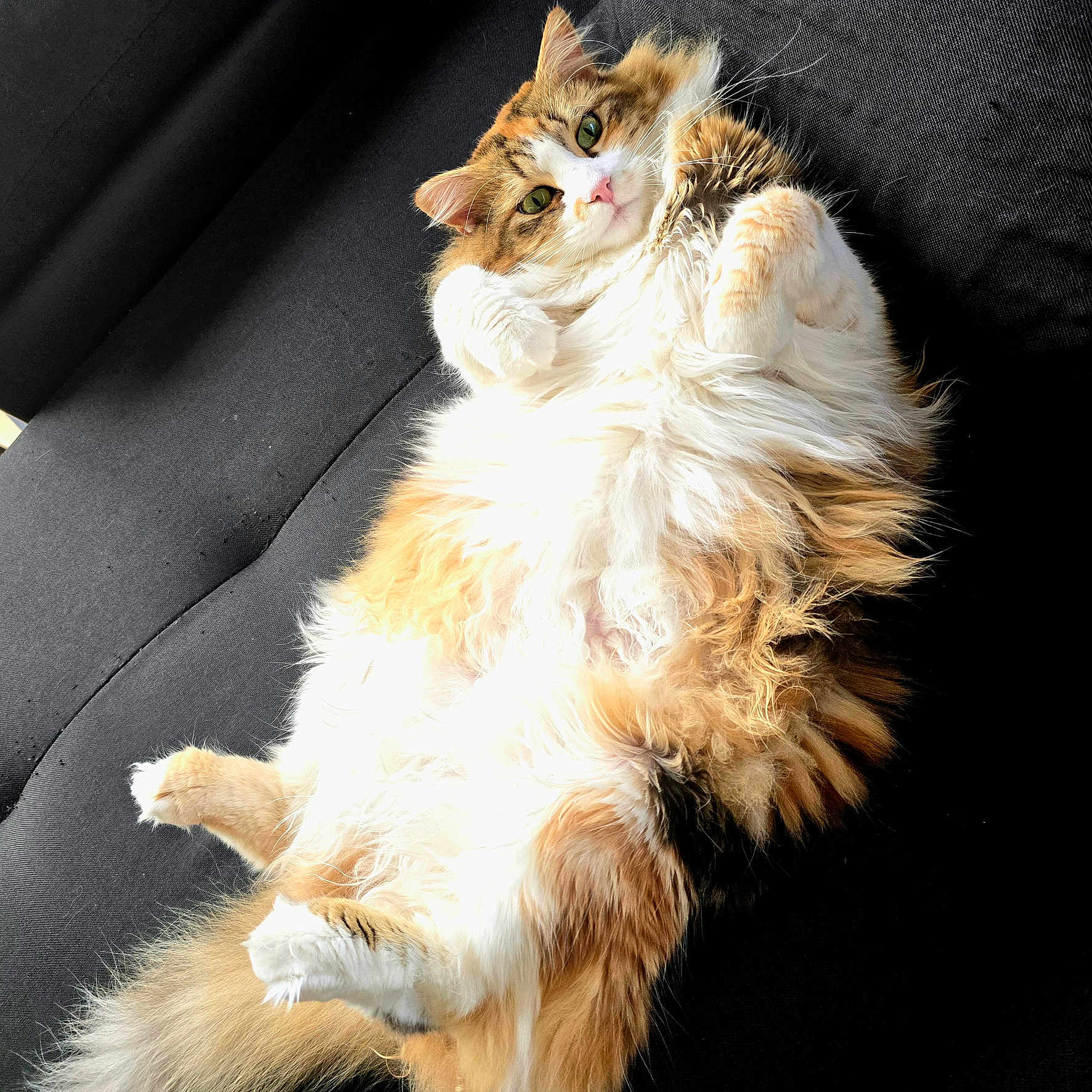 Mélie a rejoint le concours — aidez-le/la à gagner de superbes lots ! abyssinian, angora, animal, architecture, armchair, cat, chair, couch, cushion, furniture, hardwood, homedecor, indoors, interiordesign, kitten, manx, person, pet, sleeping, wood