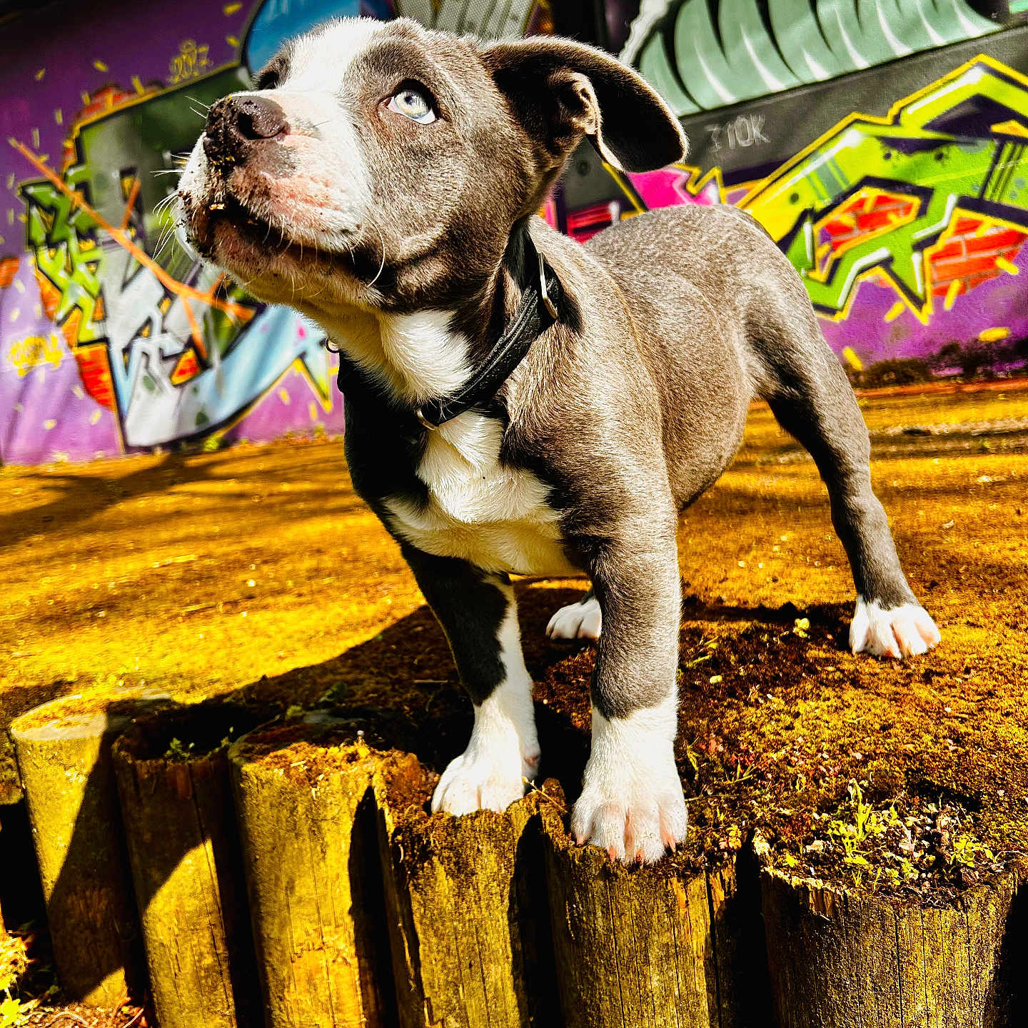 Uruz participe au concours pour gagner de l'argent avec cette photo : animal, architecture, art, building, bulldog, canine, dinosaur, dog, machine, mural, painting, pet, pitbull, plant, puppy, reptile, spoke, tree, treestump, wall