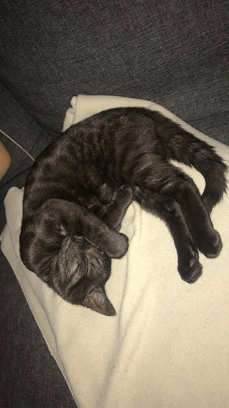 Batman participe au concours pour gagner de l'argent avec cette photo : black_cat, carnivore, cat, claw, cloud, comfort, dog_breed, domestic_short_haired_cat, felidae, fur, mammal, nap, paw, sleep, small_to_medium_sized_cats, snout, sporting_group, tail, tints_and_shades, whiskers