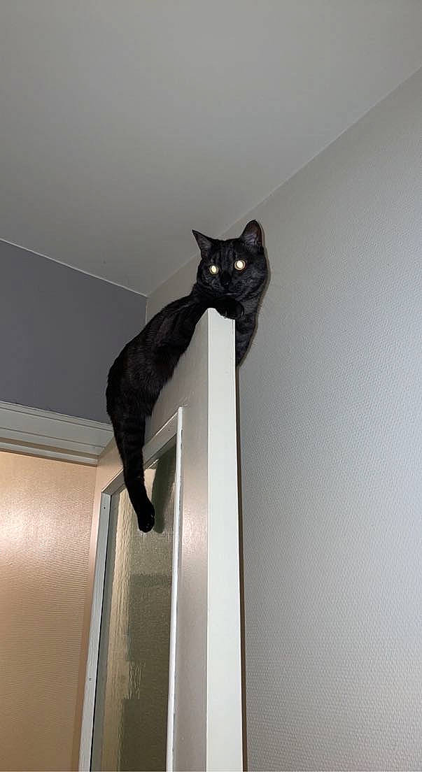 Batman participe au concours pour gagner de l'argent avec cette photo : black_cat, carnivore, cat, ceiling, domestic_short_haired_cat, eye, felidae, flooring, formal_wear, fur, grey, hardwood, light_fixture, room, small_to_medium_sized_cats, snout, stairs, tail, whiskers, wood