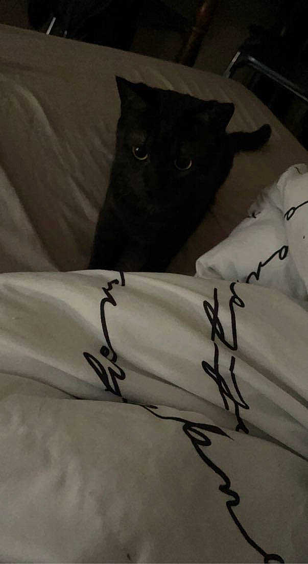 Batman participe au concours pour gagner de l'argent avec cette photo : art, bag, bedding, black, black_cat, carnivore, cat, domestic_short_haired_cat, felidae, font, fur, grey, linens, monochrome, monochrome_photography, petal, shadow, sleeve, small_to_medium_sized_cats, whiskers