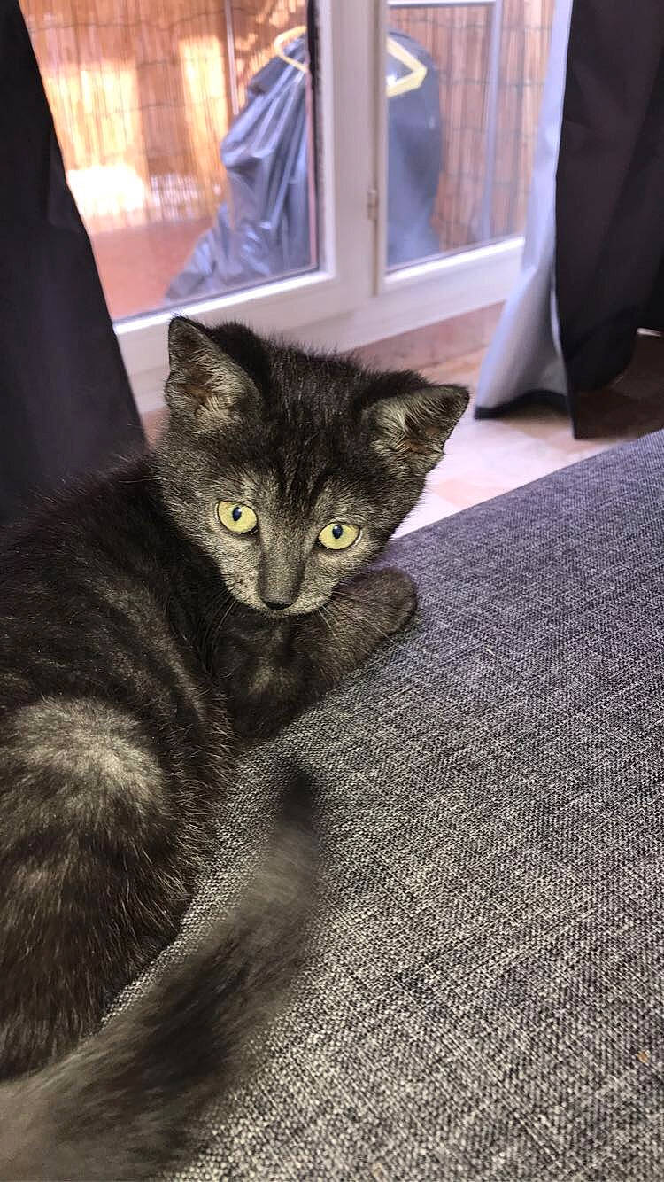 Batman participe au concours pour gagner de l'argent avec cette photo : carnivore, cat, cat_furniture, chartreux, claw, comfort, curtain, domestic_short_haired_cat, felidae, flooring, fur, grey, paw, sitting, small_to_medium_sized_cats, snout, tail, terrestrial_animal, whiskers