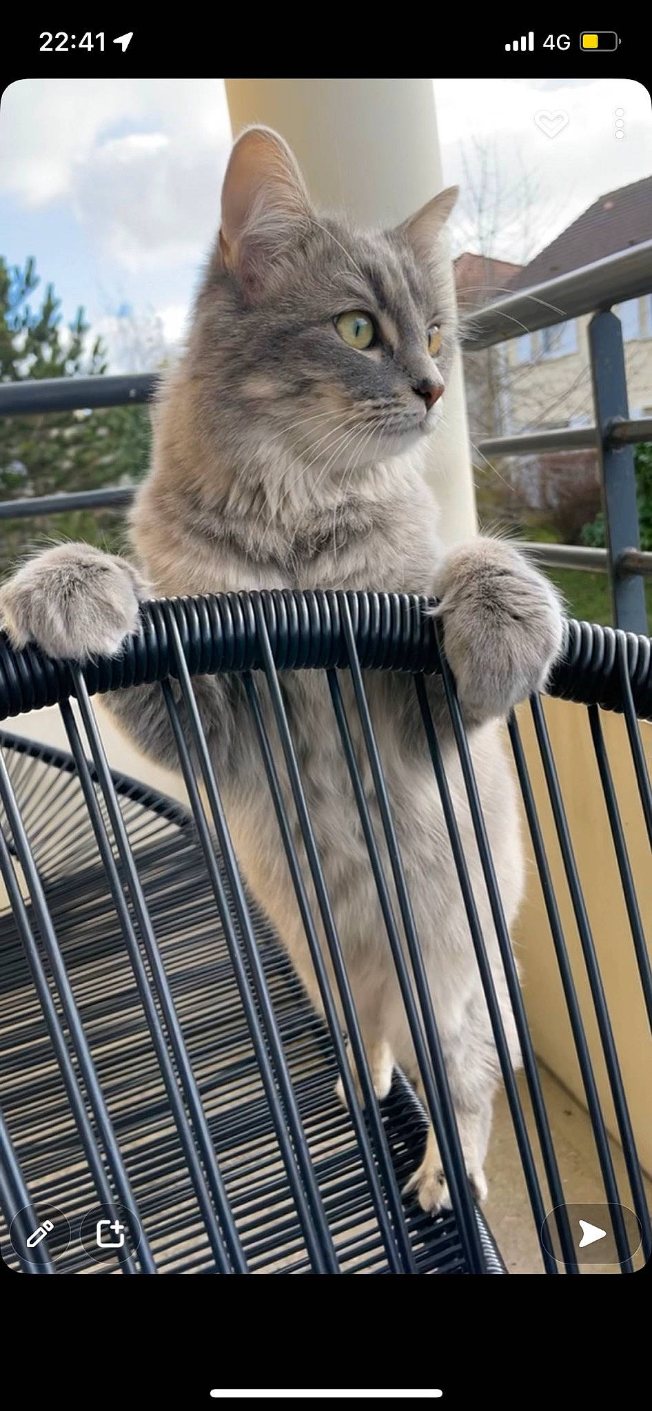 Léia a rejoint le concours — aidez-le/la à gagner de superbes lots ! animal_shelter, cage, carnivore, cat, domestic_short_haired_cat, fawn, felidae, fence, fur, metal, pet_supply, sky, small_to_medium_sized_cats, snout, tail, terrestrial_animal, tree, whiskers, window, wood