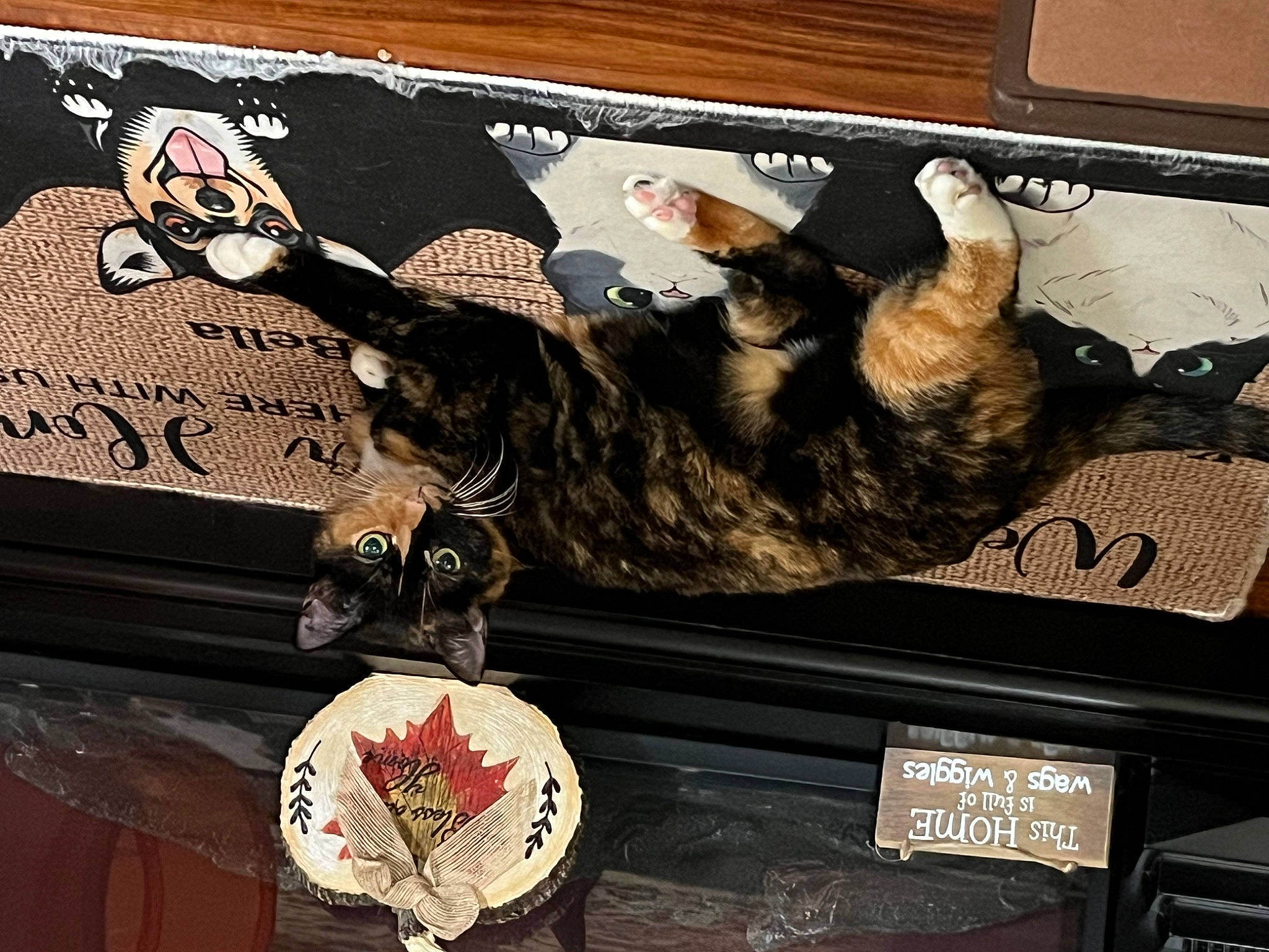 Bitsy is registered to the contest to win money with this photo: bag, box, brown, carmine, carnivore, cat, domestic_short_haired_cat, fashion_accessory, felidae, font, fur, metal, paw, rectangle, small_to_medium_sized_cats, tail, toy, whiskers