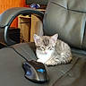 Eri participe au concours pour gagner de l'argent avec cette photo : kitten, cat, office_chair, computer_mouse, indoor, orange_wall, monitor, black_leather, pet, small_animal, resting, feline, cute, domestic_animal, electronics, workspace, technology, fur, animal, relaxing