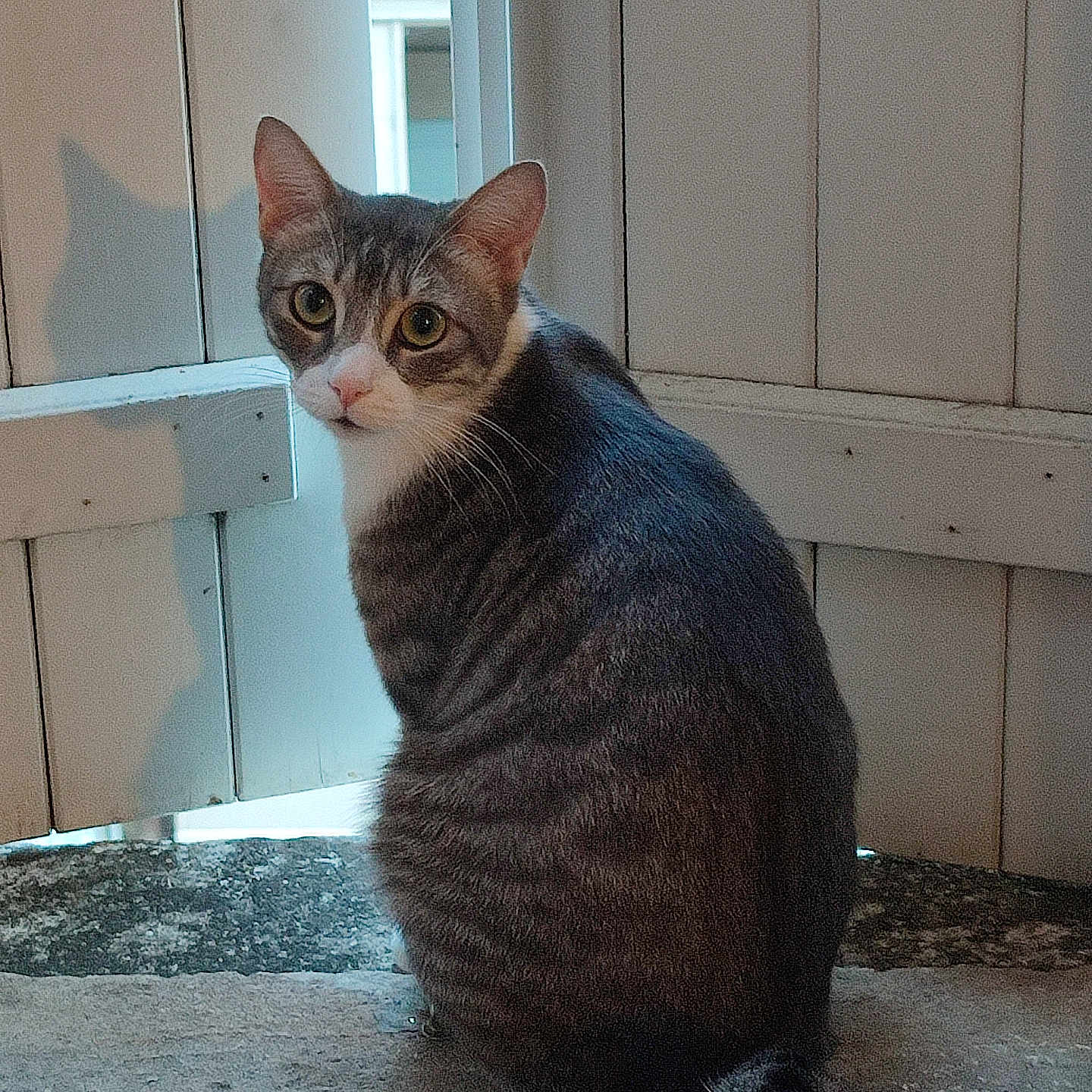 Eri participe au concours pour gagner de l'argent avec cette photo : cat, tabby, animal, pet, indoor, window, wooden_panel, shadow, curious, feline, sitting, tail, looking_back, fur, whiskers, closeup, domestic_animal, cozy, home, natural_light