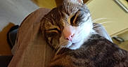 Eri participe au concours pour gagner de l'argent avec cette photo : animal, brown, cat, closeup, comfort, cozy, cute, domestic, feline, fur, human_lap, indoor, pet, pink_nose, relaxed, resting, sleeping, striped, tabby, whiskers