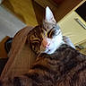 cat, tabby, sleeping, pet, indoor, closeup, fur, pink_nose, relaxed, human_lap, resting, whiskers, animal, cozy, comfort, brown, striped, cute, domestic, feline