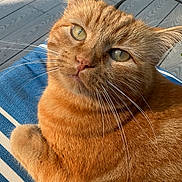Murphy is registered to the contest to win money with this photo: cat, ginger_cat, pet, feline, closeup, whiskers, yellow_eyes, striped_cushion, outdoor, wooden_deck, relaxed, fur, animal, domestic_cat, portrait, cute, resting, sunlight, paw, mammal