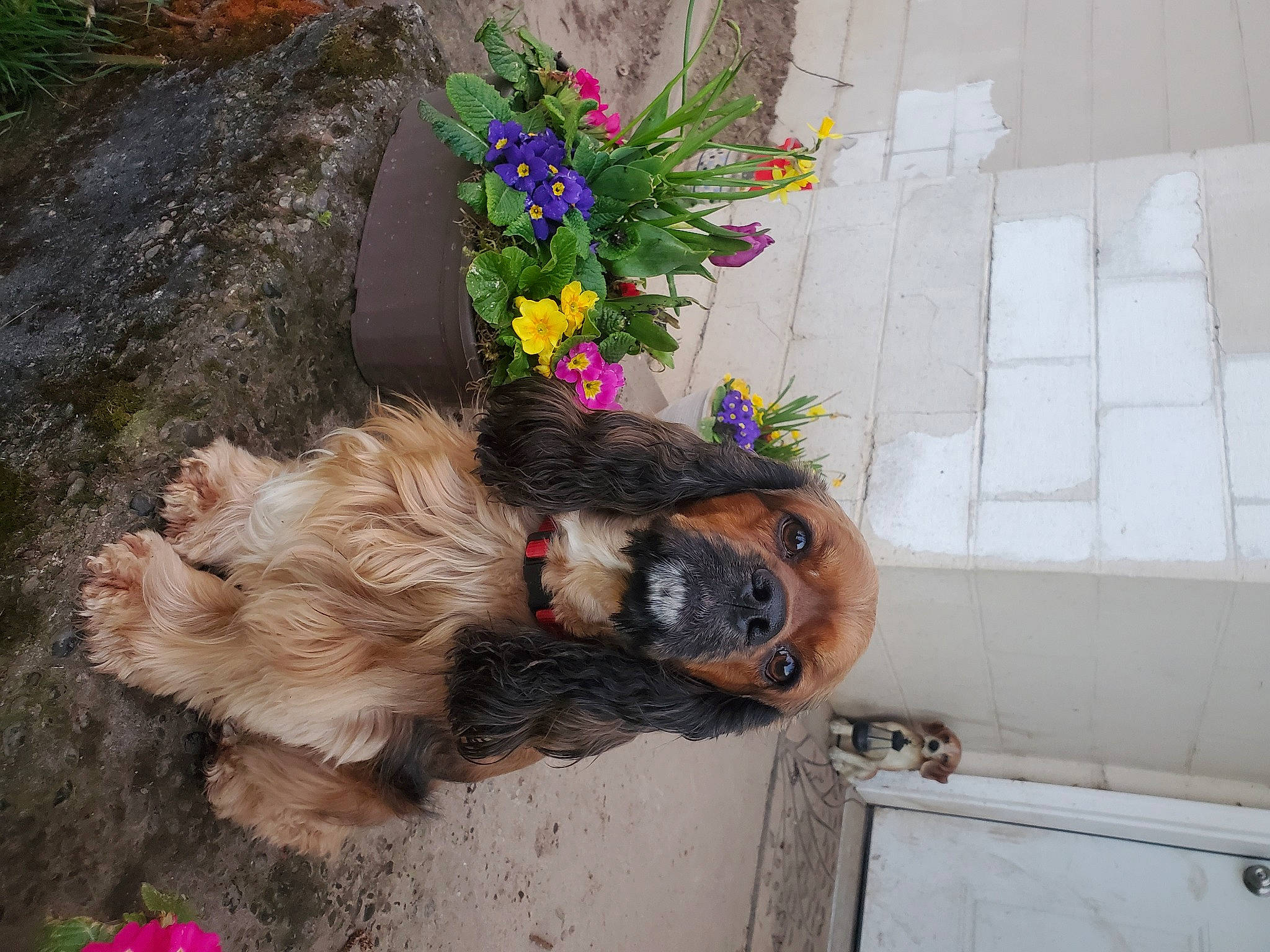 Benjamin is registered to the contest to win money with this photo: canidae, carnivore, companion_dog, dog, dog_breed, dog_supply, fawn, flower, fur, leash, liver, pet_supply, plant, rock, small_terrier, snout, sporting_group, tail, terrier, wood