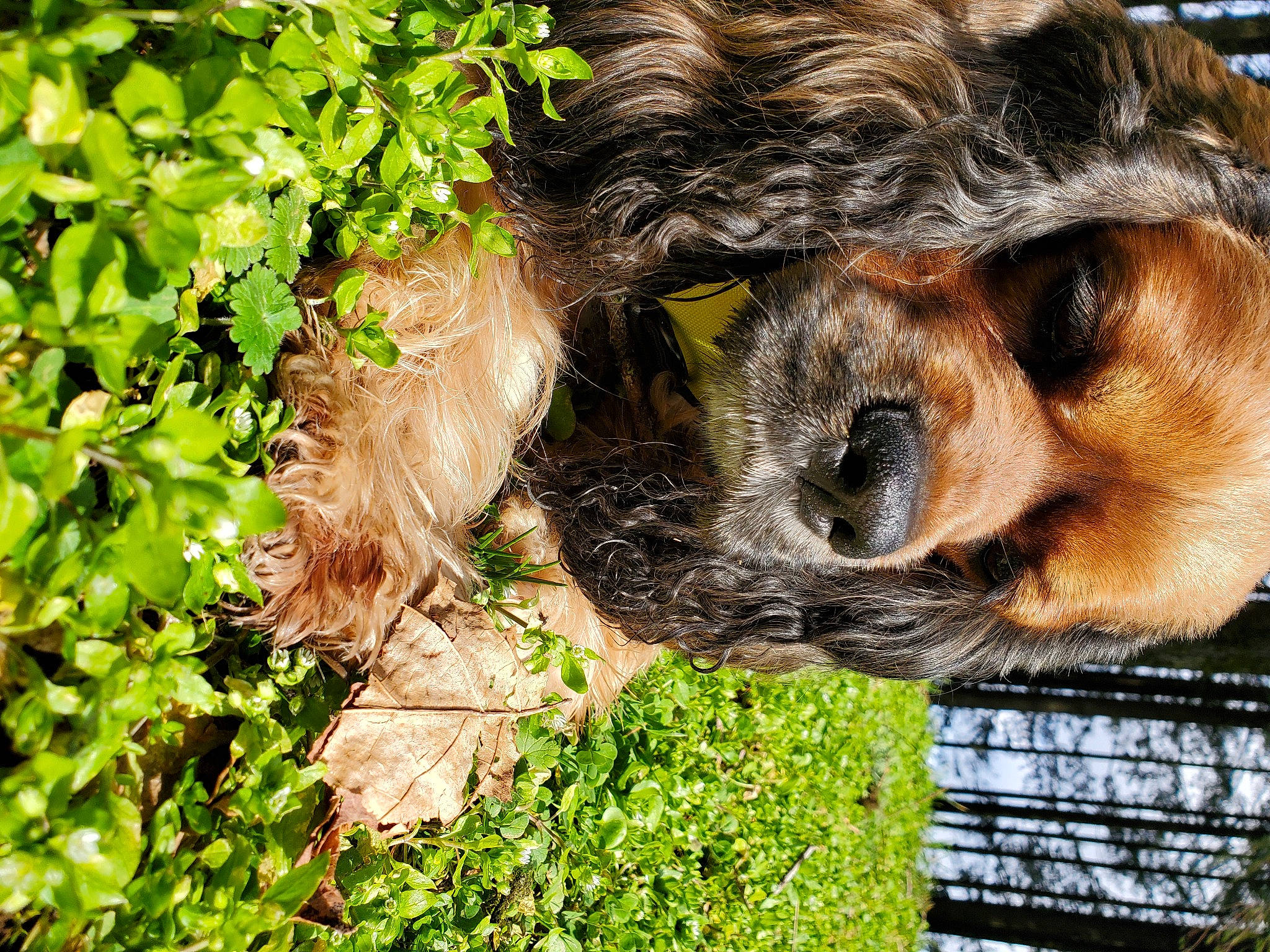 Benjamin is registered to the contest to win money with this photo: canidae, carnivore, companion_dog, dog, dog_breed, fawn, fur, grass, groundcover, hoary_marmot, plant, sloth, snout, sporting_group, terrestrial_animal, three_toed_sloth, tree, trunk, whiskers, wood