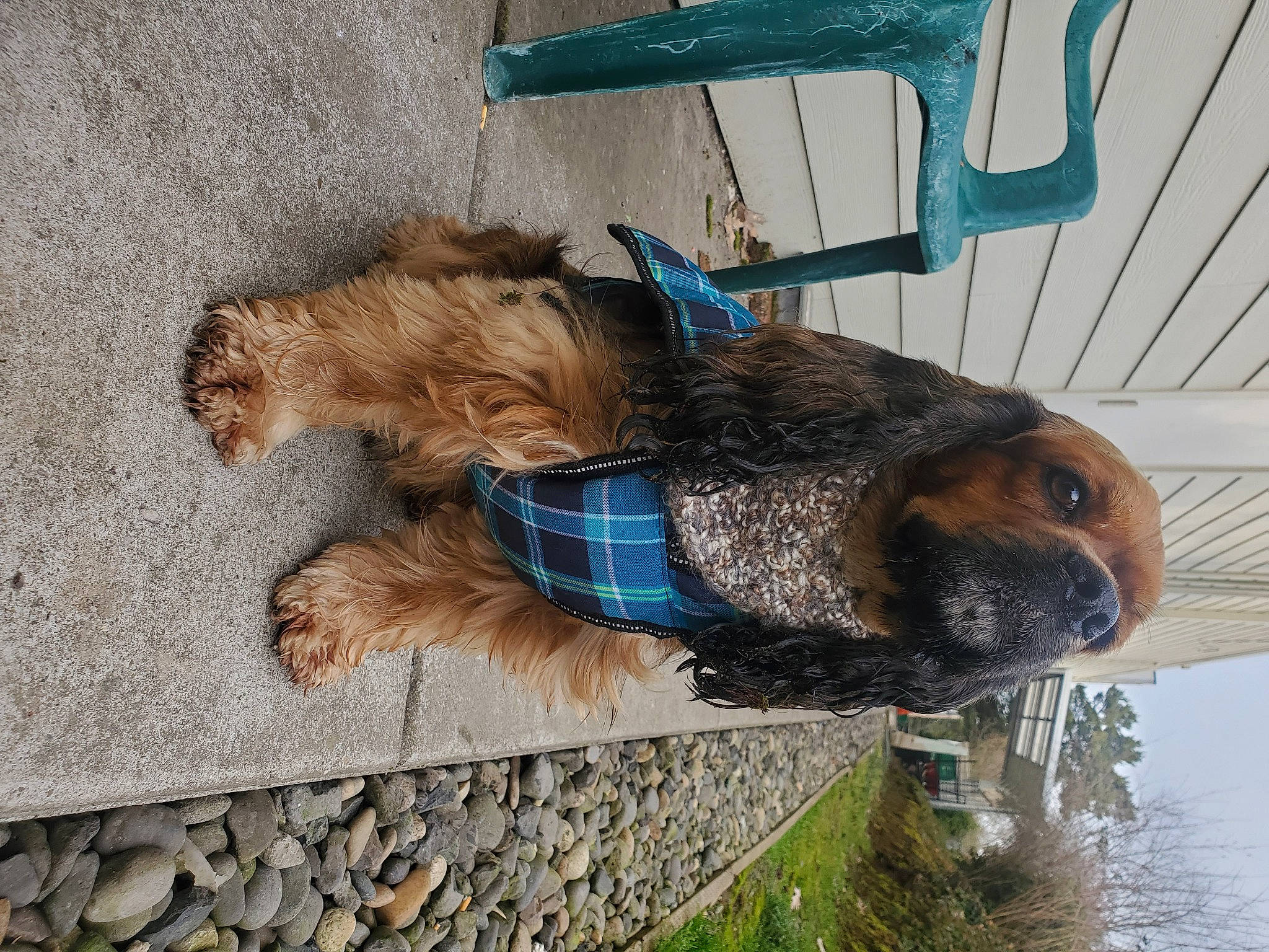 Benjamin joined the competition — help win amazing prizes! canidae, carnivore, collar, companion_dog, dog, dog_breed, dog_supply, electric_blue, fawn, fur, liver, mammal, pet_supply, plant, snout, sporting_group, tree, water, wood, working_animal